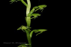 Peristylus aristatus